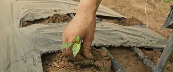 L'agriculture bio française n'arrive pas à répondre à la demande