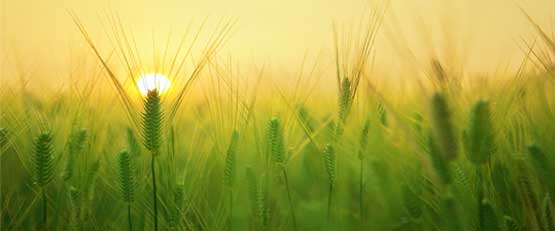 Des chercheurs de l'Institut national de recherche agronomique (Inra) et de l'Université de Rennes 1 mettent en évidence, dans une étude publiée le 16 juillet dans la revue Nature Sustainability, que l'agriculture biologique (AB) favorise la régulation naturelle des bioagresseurs - pathogènes, ravageurs et plantes adventices.
