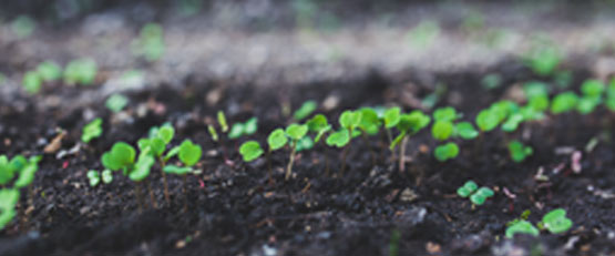 L’agroécologie pourrait nourrir tous les Européens d’ici 2050