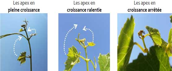 Apex Vigne, l’appli qui débusque le stress hydrique