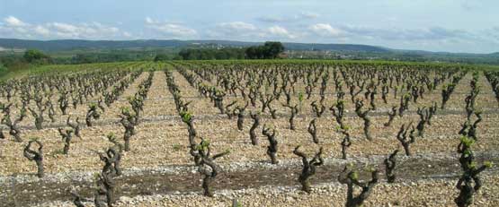 Des cépages résistants aux maladies plantés en Coeur d'Hérault