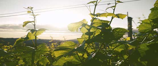 Comment améliorer l’efficacité énergétique de la viticulture