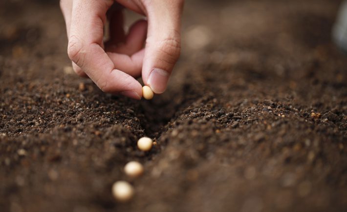 Échangeons graines pour préserver la biodiversité