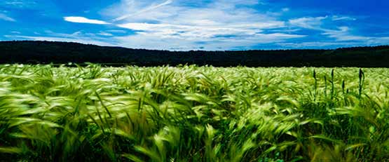 Un herbicide à base de sucre pour remplacer le glyphosate ?