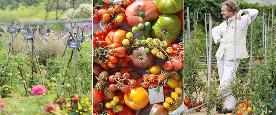 Dans son potager, le prince jardinier cultive 700 variétés de tomates pour favoriser la diversité