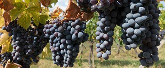 Plus de 10 % des vignes de France sont cultivés en bio