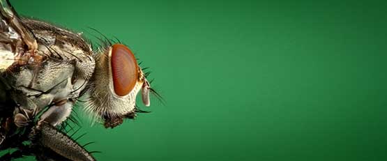 Les insectes tueurs : l'avenir de l'agriculture bio