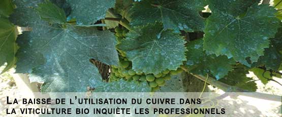 La baisse de l’utilisation du cuivre dans la viticulture bio inquiète les professionnels