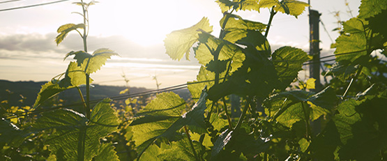 10 % du vignoble français est conduit en bio