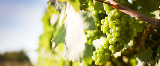 Viticulture bio : le cuivre dans le collimateur de l'Europe