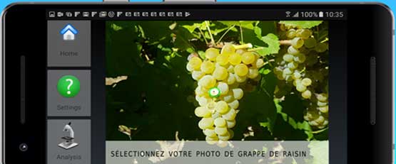 WineOz, l'application qui mesure la couleur et le diamètre du raisin