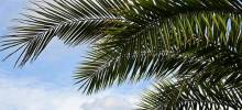Palmed'OC traitement des palmiers