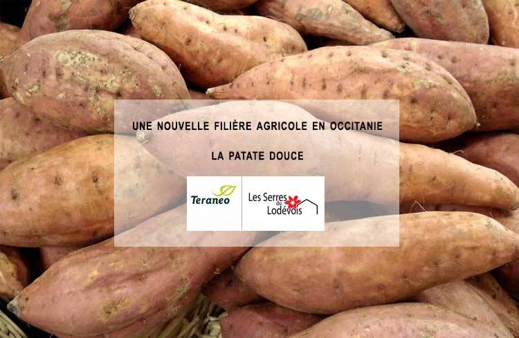 Les Serres du Lodévois à l'origine d'une filière de la patate douce en Occitanie