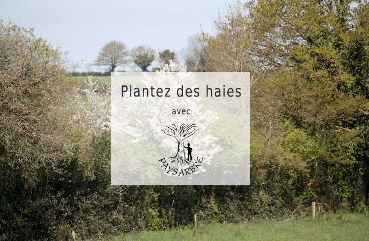 HERAULT’HAIES, en 2019 Paysarbre accompagne la plantation et la restauration de haies champêtres